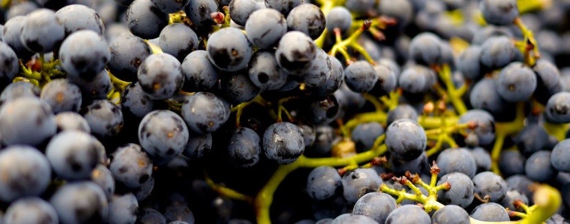 racimo uvas vino
