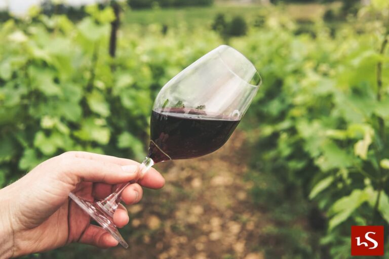 Lee más sobre el artículo Zamora: Tierra de vinos e historias enológicas